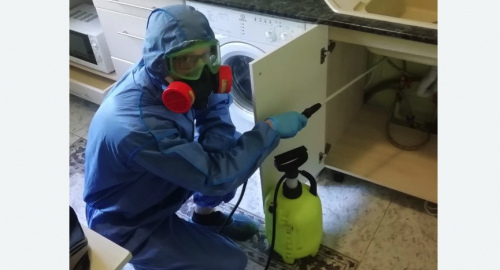 Уничтожение муравьев в квартире. Ломоносовский район