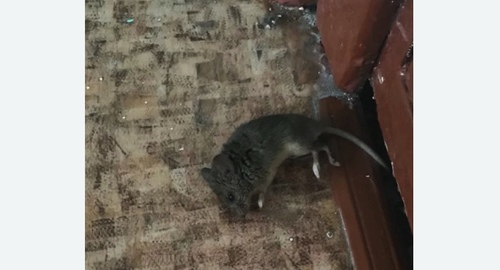 Дезинфекция от мышей в Ломоносовском районе Москвы