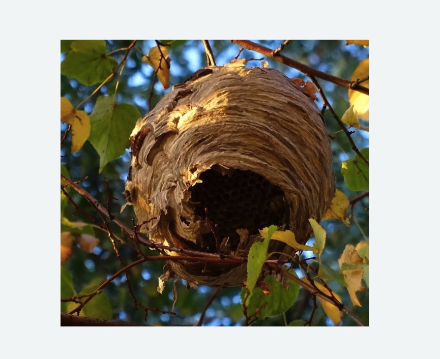 Обработка от шершней в Ломоносовском районе Москвы