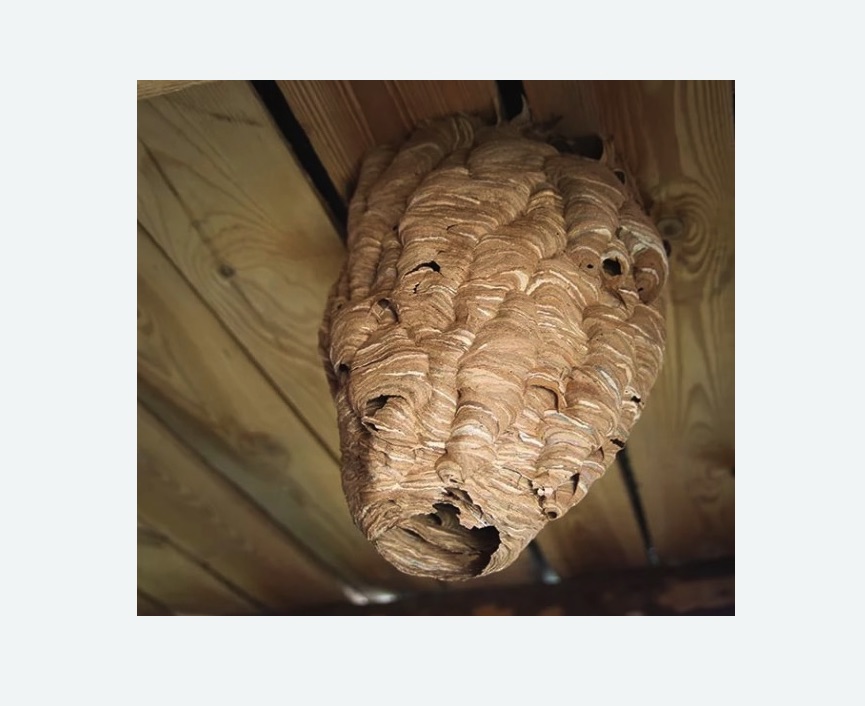 обработка от шершней в Ломоносовском районе Москвы