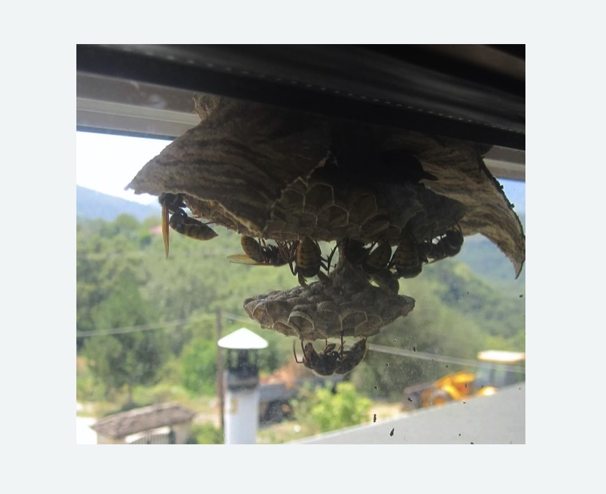 Уничтожение гнёзд шершней в Ломоносовском районе Москвы