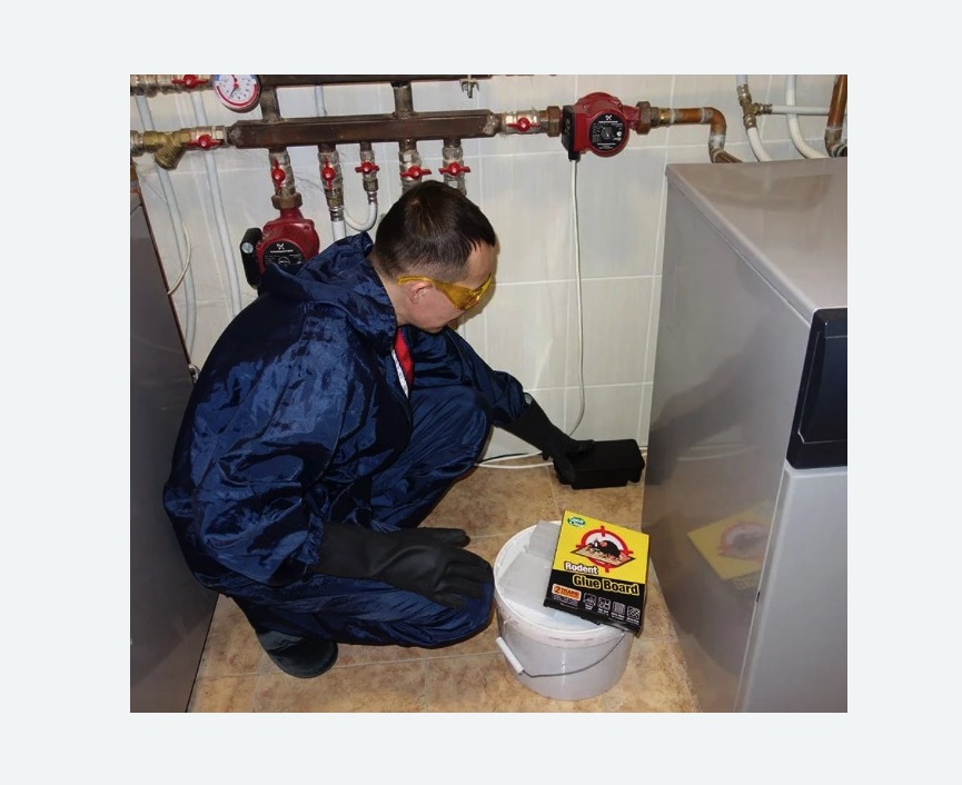 Уничтожение крыс в Ломоносовском районе Москвы