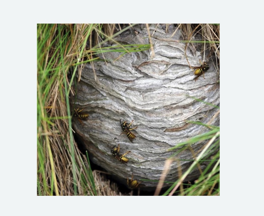 Уничтожение ос и ульев в Ломоносовском районе Москвы